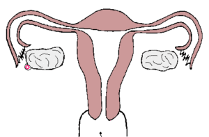 menstruation & ovulation