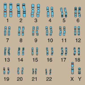 X- & Y-Chromosom