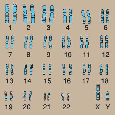 chromosomen — Nvsh | Alles über Sexualität