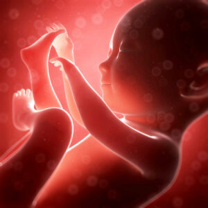d’embryonàbébé 