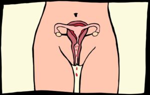la menstruación y la ovulación.