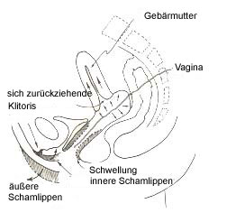 erregung und orgasmus