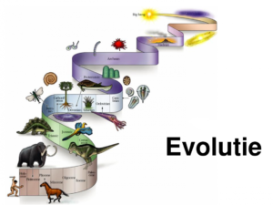 Evolutionsbiologie