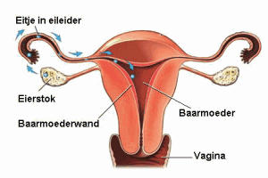 endometrium - Gebärmutterwand fallopian tube - eileiter ovary - eierstöcke womb - gebärmutter
