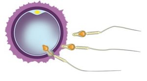 chromosomen